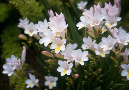 Freesia leichtlinii subsp. alba
